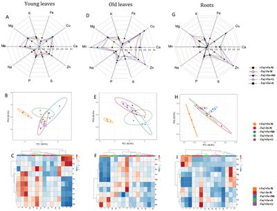 A multi-omics insight on the interplay between iron deficiency and N forms in tomato